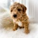 Goldendoodle Puppies for sale in Youngstown, OH 44511, USA. price: NA