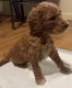 Goldendoodle Puppies for sale in Kennewick, WA, USA. price: NA