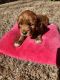 Goldendoodle Puppies for sale in Woodstock, GA, USA. price: $1,400