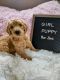 Goldendoodle Puppies for sale in Grant, MI 49327, USA. price: NA