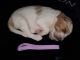 Goldendoodle Puppies for sale in Old Hwy 41 NW, Georgia, USA. price: NA