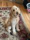 Goldendoodle Puppies for sale in Pickens, SC 29671, USA. price: $600