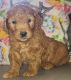 Goldendoodle Puppies for sale in Union, NJ, USA. price: NA