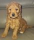 Goldendoodle Puppies for sale in Union, NJ, USA. price: NA