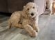 Goldendoodle Puppies for sale in Cornelius, OR, USA. price: NA