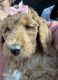Goldendoodle Puppies for sale in Bowling Green, KY, USA. price: $600