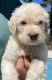 Goldendoodle Puppies for sale in Georgetown, SC 29440, USA. price: $1,800