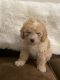 Goldendoodle Puppies for sale in Mesa, AZ, USA. price: $2,500