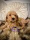 Goldendoodle Puppies for sale in Sacramento, CA 95820, USA. price: $2,500