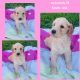 Goldendoodle Puppies for sale in Sugar Land, TX, USA. price: $1,050
