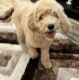 Goldendoodle Puppies for sale in Elk Grove, CA, USA. price: $1,600