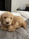 Goldendoodle Puppies for sale in Woodstock, GA, USA. price: $800