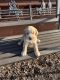 Goldendoodle Puppies for sale in Harrold, TX 76364, USA. price: NA