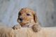 Goldendoodle Puppies for sale in Las Vegas, NV, USA. price: $2,300