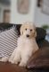 Goldendoodle Puppies for sale in Guyton, GA 31312, USA. price: $1,500