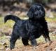 Goldendoodle Puppies for sale in Winnfield, LA 71483, USA. price: NA