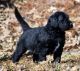 Goldendoodle Puppies for sale in Winnfield, LA 71483, USA. price: NA