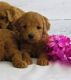 Goldendoodle Puppies for sale in Hancock, MN 56244, USA. price: NA