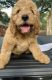 Goldendoodle Puppies for sale in Sumterville, FL 33585, USA. price: NA