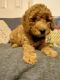 Goldendoodle Puppies for sale in Campbell, TX 75422, USA. price: $1,500