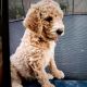Goldendoodle Puppies for sale in Fontana, CA 92336, USA. price: $1,200