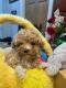 Goldendoodle Puppies for sale in Indiana, PA 15701, USA. price: $2,000