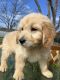 Goldendoodle Puppies for sale in Belvedere, SC 29841, USA. price: NA