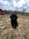 Goldendoodle Puppies for sale in Asheboro, NC, USA. price: NA