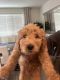 Goldendoodle Puppies for sale in Riverside, CA, USA. price: $1,200