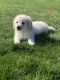 Goldendoodle Puppies for sale in Millstone, NJ, USA. price: $1,000