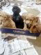 Goldendoodle Puppies for sale in Detroit Lakes, MN 56501, USA. price: $1,200