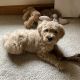 Goldendoodle Puppies for sale in Elk Grove, CA, USA. price: $1,600
