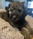 Goldendoodle Puppies for sale in Thornville, OH 43076, USA. price: $600