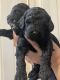 Goldendoodle Puppies for sale in San Fernando, CA, USA. price: NA