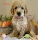 Goldendoodle Puppies for sale in Lebanon, MO 65536, USA. price: $800