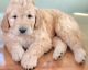 Goldendoodle Puppies for sale in Harrisonburg, VA, USA. price: $800