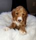 Goldendoodle Puppies for sale in Old Hwy 41 NW, Georgia, USA. price: $1,500