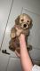 Goldendoodle Puppies for sale in Russellville, AL, USA. price: NA