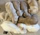 Goldendoodle Puppies for sale in Salvisa, KY 40372, USA. price: $3,000