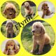 Goldendoodle Puppies for sale in North Babylon, NY, USA. price: NA
