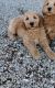 Goldendoodle Puppies for sale in Wilmot, OH 44689, USA. price: NA