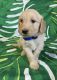 Goldendoodle Puppies for sale in Florence, AL, USA. price: $500