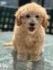Goldendoodle Puppies for sale in Virginia Beach, VA, USA. price: $800