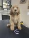 Goldendoodle Puppies for sale in Fontana, CA, USA. price: $1,500