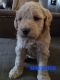 Goldendoodle Puppies for sale in Butler, OH 44822, USA. price: NA