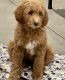 Goldendoodle Puppies for sale in Canton, OH, USA. price: $900