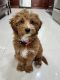 Goldendoodle Puppies for sale in Kendall West, FL, USA. price: $2,400