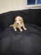 Goldendoodle Puppies for sale in Augusta, GA, USA. price: NA
