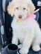 Goldendoodle Puppies for sale in Safford, AZ 85546, USA. price: NA