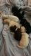 Goldendoodle Puppies for sale in Rome, NY, USA. price: NA